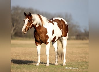 Paint Horse, Castrone, 11 Anni, 163 cm, Tobiano-tutti i colori