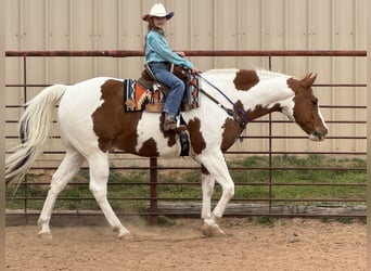 Paint Horse, Castrone, 11 Anni, 163 cm, Tobiano-tutti i colori