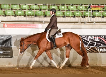 Paint Horse, Castrone, 11 Anni, 167 cm, Sauro