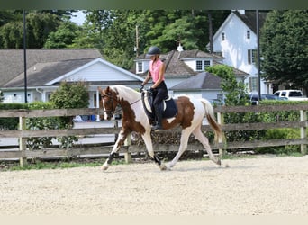 Paint Horse, Castrone, 11 Anni, Pezzato