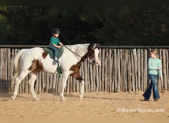 Paint Horse, Castrone, 12 Anni, 152 cm, Baio ciliegia
