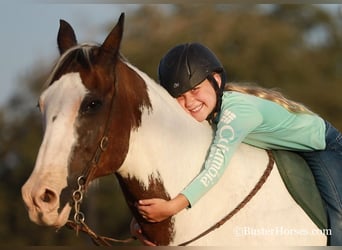 Paint Horse, Castrone, 12 Anni, 152 cm, Baio ciliegia
