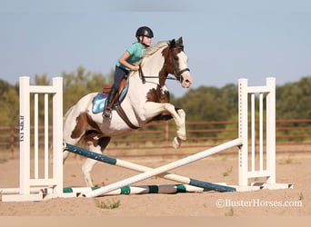 Paint Horse, Castrone, 12 Anni, 152 cm, Baio ciliegia