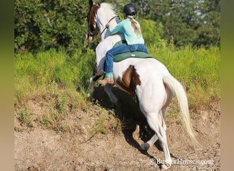 Paint Horse, Castrone, 12 Anni, 152 cm, Baio ciliegia