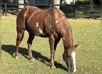 Paint Horse, Castrone, 12 Anni, 152 cm, Sauro scuro