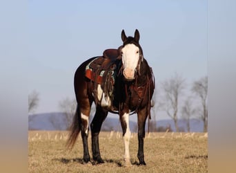 Paint Horse, Castrone, 12 Anni, 155 cm, Overo-tutti i colori