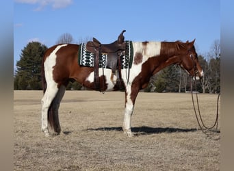 Paint Horse, Castrone, 12 Anni, 157 cm, Tobiano-tutti i colori