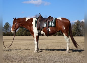 Paint Horse, Castrone, 12 Anni, 157 cm, Tobiano-tutti i colori