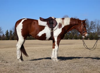 Paint Horse, Castrone, 12 Anni, 157 cm, Tobiano-tutti i colori