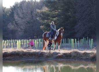 Paint Horse, Castrone, 12 Anni, 157 cm, Tobiano-tutti i colori