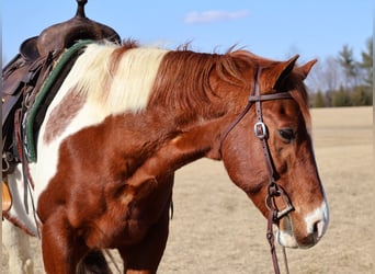 Paint Horse, Castrone, 12 Anni, 157 cm, Tobiano-tutti i colori