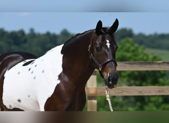Paint Horse, Castrone, 12 Anni, Tobiano-tutti i colori