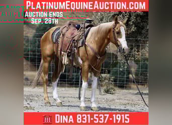 Paint Horse, Castrone, 13 Anni, 145 cm, Overo-tutti i colori
