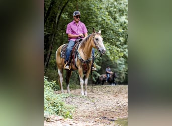 Paint Horse, Castrone, 13 Anni, 147 cm, Pelle di daino