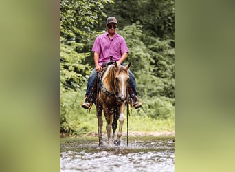 Paint Horse, Castrone, 13 Anni, 147 cm, Pelle di daino