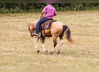 Paint Horse, Castrone, 13 Anni, 147 cm, Pelle di daino