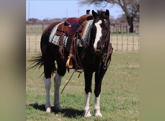 Paint Horse, Castrone, 13 Anni, 150 cm, Tobiano-tutti i colori