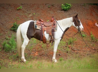 Paint Horse, Castrone, 13 Anni, 150 cm, Tobiano-tutti i colori