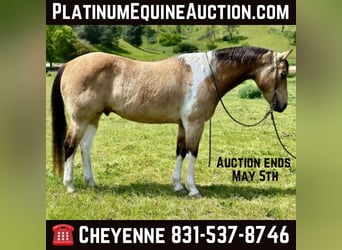 Paint Horse, Castrone, 13 Anni, 152 cm, Pelle di daino