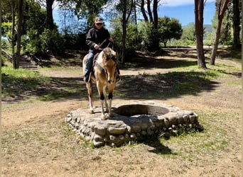 Paint Horse, Castrone, 13 Anni, 152 cm, Pelle di daino