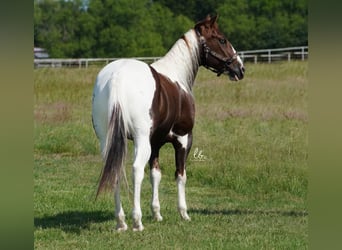 Paint Horse, Castrone, 14 Anni, 145 cm, Sauro scuro