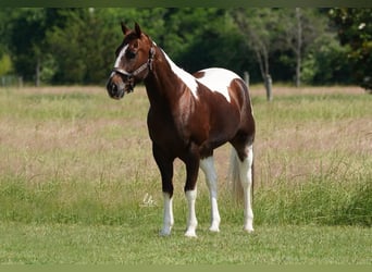 Paint Horse, Castrone, 14 Anni, 145 cm, Sauro scuro