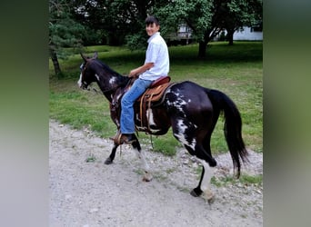Paint Horse, Castrone, 14 Anni, Overo-tutti i colori