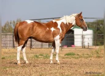 Paint Horse, Castrone, 14 Anni, Sauro ciliegia