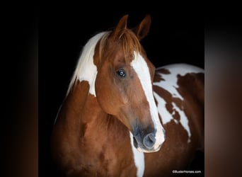 Paint Horse, Castrone, 15 Anni, Sauro ciliegia