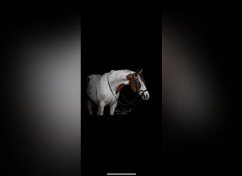 Paint Horse Mix, Castrone, 16 Anni, 150 cm, Pezzato