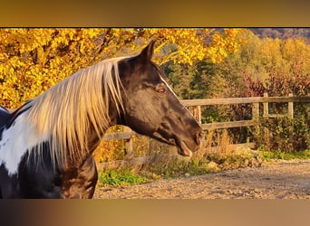 Paint Horse, Castrone, 17 Anni, 150 cm, Tobiano-tutti i colori