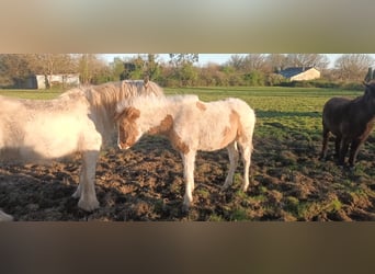 Paint Horse Mix, Castrone, 1 Anno, 140 cm, Tobiano-tutti i colori