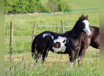 Paint Horse, Castrone, 1 Anno, 150 cm, Overo-tutti i colori
