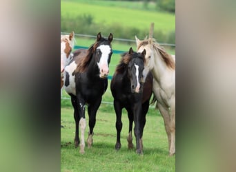 Paint Horse, Castrone, 1 Anno, 150 cm, Overo-tutti i colori