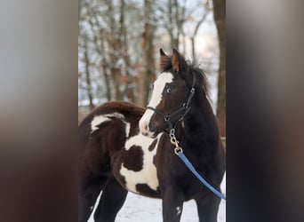 Paint Horse, Castrone, 1 Anno, 150 cm, Overo-tutti i colori