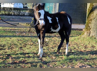Paint Horse, Castrone, 1 Anno, 150 cm, Overo-tutti i colori