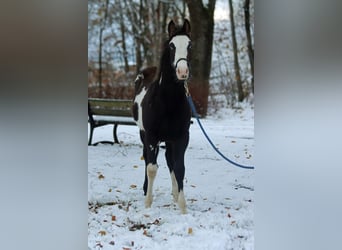 Paint Horse, Castrone, 1 Anno, 150 cm, Overo-tutti i colori