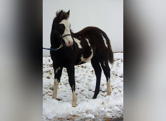 Paint Horse, Castrone, 1 Anno, 150 cm, Overo-tutti i colori