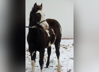 Paint Horse, Castrone, 1 Anno, 150 cm, Overo-tutti i colori