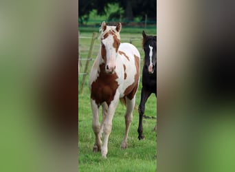 Paint Horse, Castrone, 1 Anno, 150 cm, Tovero-tutti i colori
