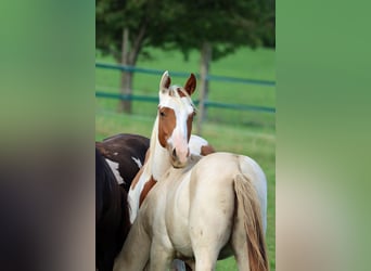 Paint Horse, Castrone, 1 Anno, 152 cm, Tovero-tutti i colori