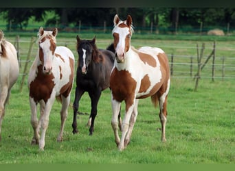 Paint Horse, Castrone, 1 Anno, 152 cm, Tovero-tutti i colori