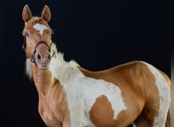 Paint Horse, Castrone, 1 Anno, 155 cm, Tobiano-tutti i colori