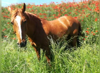 Paint Horse, Castrone, 25 Anni, 160 cm, Sauro