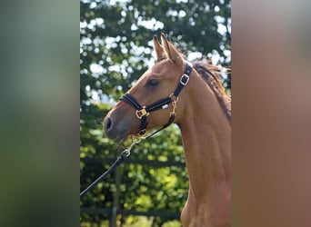 Paint Horse, Castrone, 2 Anni, 150 cm, Baio