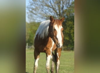 Paint Horse, Castrone, 2 Anni, 150 cm, Overo-tutti i colori