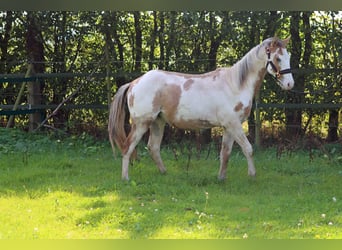 Paint Horse, Castrone, 2 Anni, 150 cm, Overo-tutti i colori