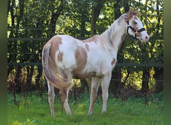 Paint Horse, Castrone, 2 Anni, 150 cm, Overo-tutti i colori