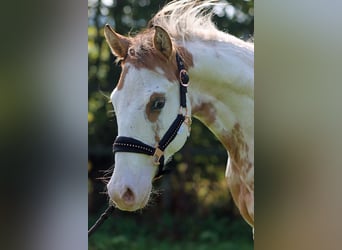 Paint Horse, Castrone, 2 Anni, 150 cm, Overo-tutti i colori