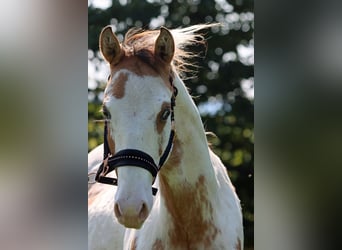 Paint Horse, Castrone, 2 Anni, 150 cm, Overo-tutti i colori